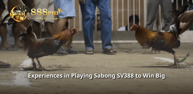 Experiences in Playing Sabong SV388 to Win Big